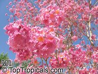 Tabebuia impetiginosa, Dwarf Pink Tabebuia Tabebuia impetiginosa, Dwarf Pink Tabebuia