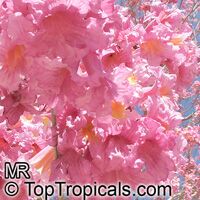 Tabebuia impetiginosa, Dwarf Pink Tabebuia Tabebuia impetiginosa, Dwarf Pink Tabebuia