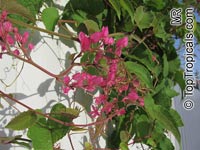 Antigonon leptopus, Mexican Coral Vine, Coral Creeper, Honolulu Creeper, Corallita, Chinese Love Vine
