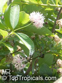 Dais cotinifolia, Pompon tree, Pincushion tree, Kannabast