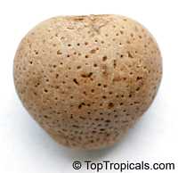 Schinziophyton rautanenii, Ricinodendron rautanenii, Manketti Tree, Mongongo Nut, Feather Weight Tree