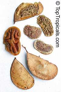Colophospermum mopane, Mopane, Turpentine Tree 
