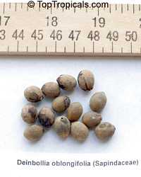 Deinbollia oblongifolia