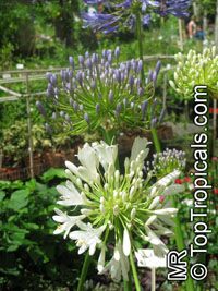 Agapanthus sp., African Lily