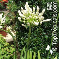 Agapanthus sp., African Lily