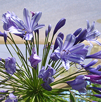 Agapanthus sp., African Lily