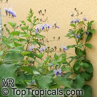 Clerodendrum ugandense, Rotheca myricoides, Butterfly Clerodendrum, Blue glory bower, Blue wings, Clerodendron