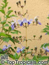 Clerodendrum ugandense, Rotheca myricoides, Butterfly Clerodendrum, Blue glory bower, Blue wings, Clerodendron