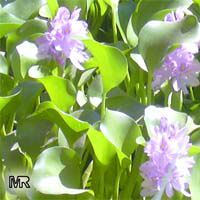 Eichhornia crassipes, Water Hyacinth Eichhornia crassipes, Water Hyacinth
