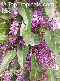 Hardenbergia sp. 