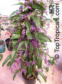 Hardenbergia sp. 