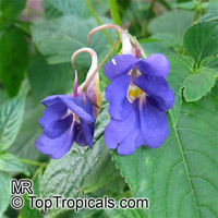 Impatiens namchabarwensis, Blue Diamond Impatiens
