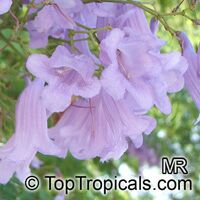 Jacaranda mimosifolia, Jacaranda acutefolia, Jacaranda