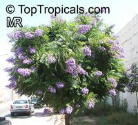 Jacaranda mimosifolia, Jacaranda mimosafolia, Jacaranda acutefolia Jacaranda mimosifolia, Jacaranda mimosafolia, Jacaranda acutefolia
