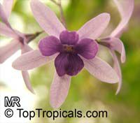Petrea volubilis, Petrea kohautiana, Queen Petrea volubilis, Petrea kohautiana, Queen