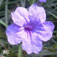 Ruellia brittoniana, Mexican petunia, Mexican blue bell