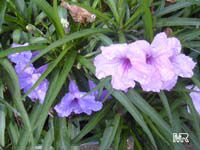Ruellia brittoniana, Mexican petunia, Mexican blue bell