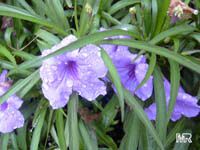 Ruellia brittoniana, Mexican petunia, Mexican blue bell