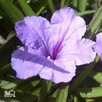Ruellia brittoniana, Mexican petunia, Mexican blue bell
