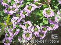 Scaevola aemula, Blue wonder, Escabola, Fan flower Scaevola aemula, Blue wonder, Escabola, Fan flower