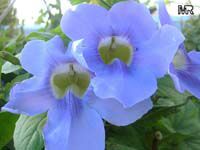 Thunbergia laurifolia, Blue Trumpet Vine, Blue Sky vine, Laurel-leaved thunbergia