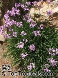 Tulbaghia violacea Tulbaghia violacea