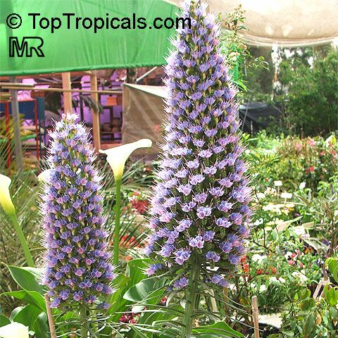 Flower Seed Catalogs on This Plant  Http   Toptropicals Com Catalog Uid Echium Fastuosum Htm