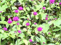 Gomphrena globosa, Globe amaranth, Bachelor's buttons Gomphrena globosa, Globe amaranth, Bachelor's buttons