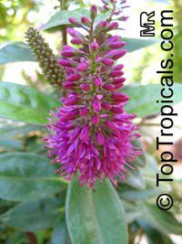 Hebe sp.