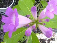 Mansoa alliacea, Pachyptera hymenaea, Pseudocalymma alliacea, Cydista aequinoctialis, Garlic Vine