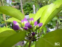 Mansoa alliacea, Pachyptera hymenaea, Pseudocalymma alliacea, Cydista aequinoctialis, Garlic Vine