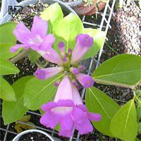 Mansoa alliacea, Pachyptera hymenaea, Pseudocalymma alliacea, Cydista aequinoctialis, Garlic Vine