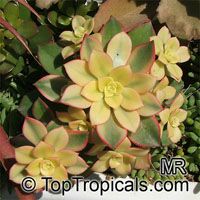 Aeonium sp., Aeonium