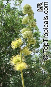 Agave sp., Agave