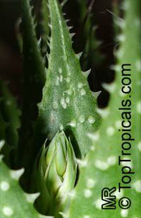 Aloe aristata, Torch Plant, Lace Aloe