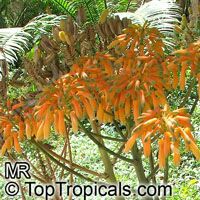 Aloe striata, Coral Aloe Aloe striata, Coral Aloe