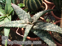 Aloe sp., Aloe