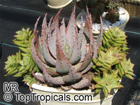 Aloe sp., Aloe