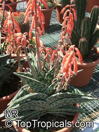 Aloe sp., Aloe