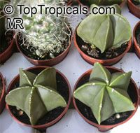 Astrophytum sp. , Star Cactus Astrophytum sp. , Star Cactus