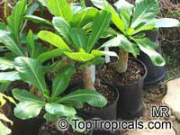 Brighamia insignis, Brighamia citrina, Olulu, Alula, Hawaiian Palm