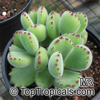 Cotyledon ladismithiensis, Cotyledon tomentosa ssp. ladismithiensis, Bear