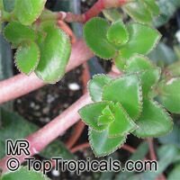 Crassula sp., Crassula
