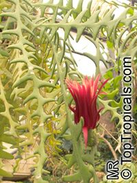 Cryptocereus anthonyanus, Selenicereus anthonyanus, Anthony Cryptocereus anthonyanus, Selenicereus anthonyanus, Anthony