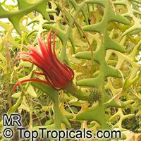 Cryptocereus anthonyanus, Selenicereus anthonyanus, Anthony Cryptocereus anthonyanus, Selenicereus anthonyanus, Anthony
