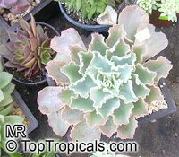 Echeveria sp. Echeveria sp.