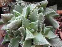 Faucaria sp.