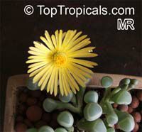 Fenestraria aurantiaca 