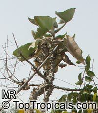 Kalanchoe beharensis