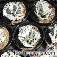Kalanchoe rhombopilosa